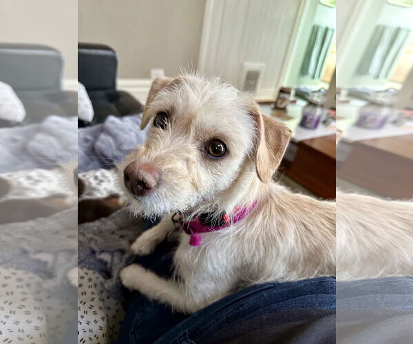 Medium Photo #1 Mutt Puppy For Sale in Aurora, CO, USA