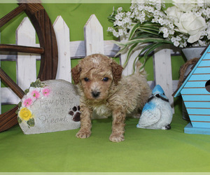 Poodle (Toy) Puppy for sale in CHANUTE, KS, USA