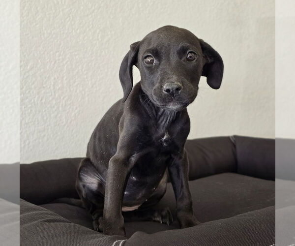 Medium Photo #1 American Pit Bull Terrier-Unknown Mix Puppy For Sale in Lakewood, CO, USA