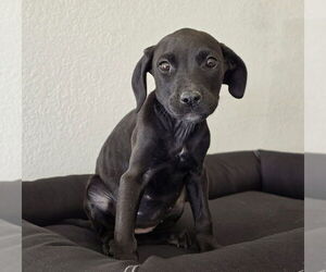 American Pit Bull Terrier-Unknown Mix Dogs for adoption in Lakewood, CO, USA