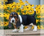 Small #1 Basset Hound