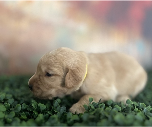 Medium Photo #9 Golden Retriever Puppy For Sale in DETROIT, MI, USA