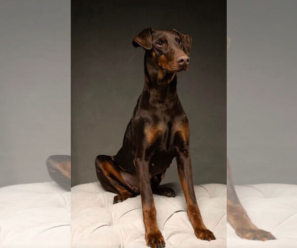 Medium Photo #3 Doberman Pinscher Puppy For Sale in Buffalo, MN, USA