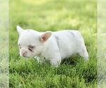 Small #3 French Bulldog