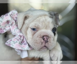 Medium Bulldog