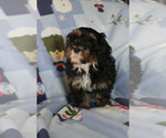 Small Photo #2 Bernedoodle (Miniature) Puppy For Sale in MILWAUKEE, WI, USA