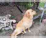 Small Photo #2 Golden Retriever Puppy For Sale in ANAHEIM, CA, USA