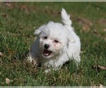 Small Photo #1 Bichon Frise Puppy For Sale in WOODSTOCK, CT, USA