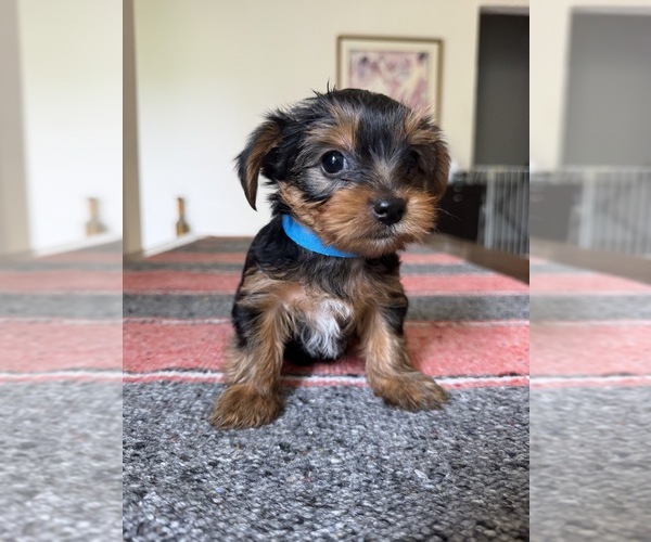 Medium Photo #3 Yorkshire Terrier Puppy For Sale in GLENDALE, AZ, USA