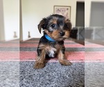Puppy Boy Blue Yorkshire Terrier