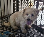 Small #1 Maltipoo