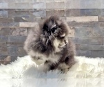 Small Pomeranian