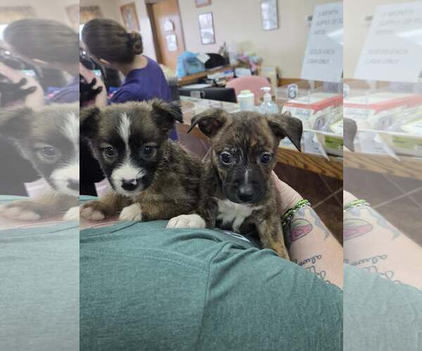 Medium Photo #3 Border Collie-Unknown Mix Puppy For Sale in Martinsburg, WV, USA