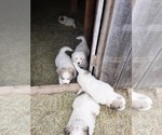 Small Photo #4 Great Pyrenees Puppy For Sale in RONAN, MT, USA