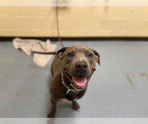 American Pit Bull Terrier Dogs for adoption in Denver, CO, USA