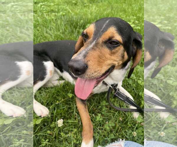 Medium Photo #3 Beagle-Unknown Mix Puppy For Sale in Westwood, NJ, USA