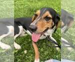 Small #2 Beagle Mix