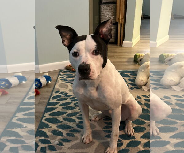 Medium Photo #1 Mutt Puppy For Sale in Lockport, NY, USA