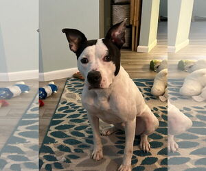 Mutt Dogs for adoption in Lockport, NY, USA