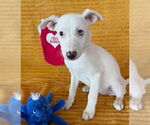 Small #1 Labrador Retriever Mix