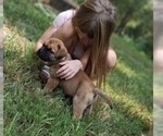 Small #6 Bullmastiff