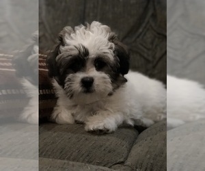 Maltipoo-Shih Tzu Mix Puppy for sale in THREE RIVERS, MI, USA
