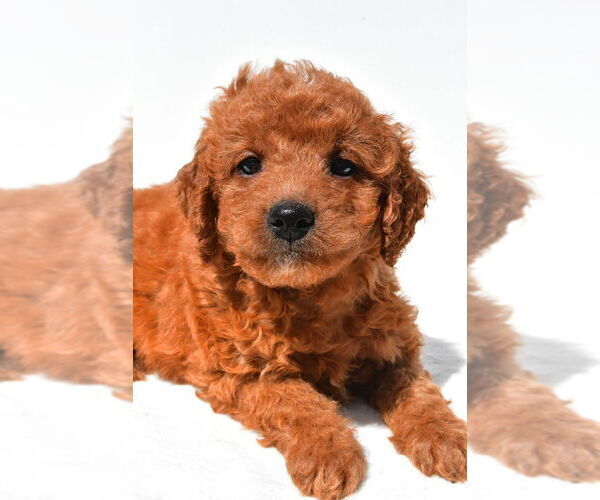 Medium Photo #4 Goldendoodle mix (+ Poodle Miniature) Puppy For Sale in DURHAM, CT, USA