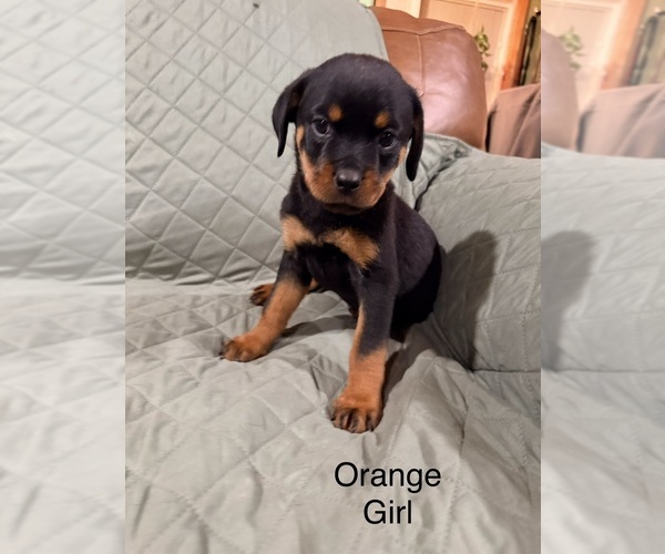 Medium Photo #2 Rottweiler Puppy For Sale in DANVILLE, IL, USA