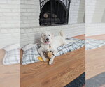 Small #2 Great Pyrenees