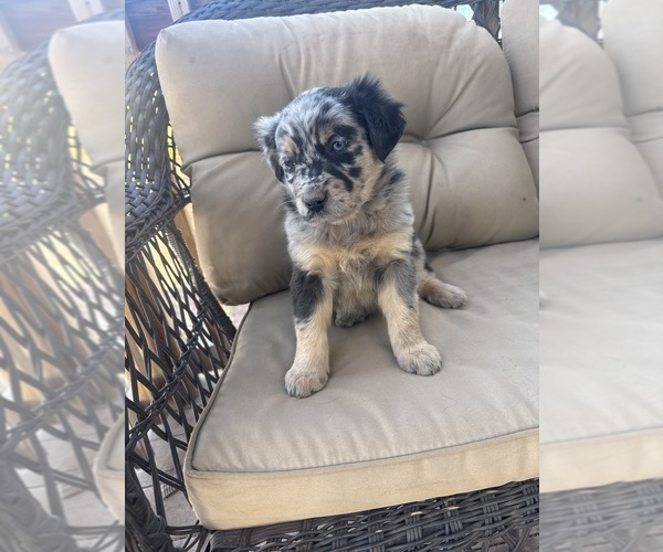 Medium Photo #1 Australian Shepherd Puppy For Sale in WILLIAMS, AZ, USA