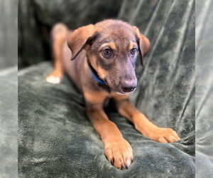 German Shepherd Dog Dogs for adoption in Long Beach, CA, USA