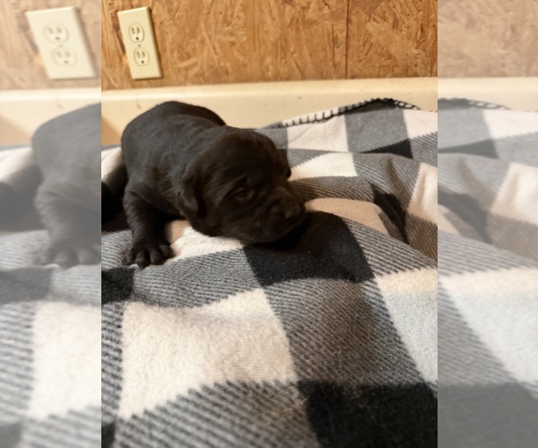 Medium Photo #3 Labrador Retriever Puppy For Sale in SABETHA, KS, USA