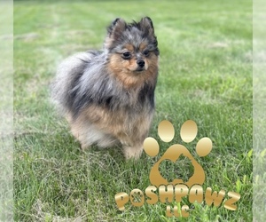 Mother of the Pomeranian puppies born on 03/05/2024