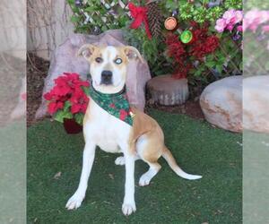 Catahoula Leopard Dog-Unknown Mix Dogs for adoption in Oklahoma City, OK, USA