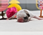 Small #4 Pug