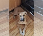 Small #2 Golden Shepherd