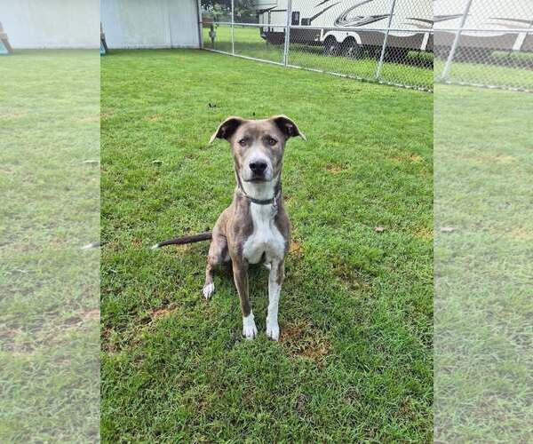 Medium Photo #13 Mountain Cur-Unknown Mix Puppy For Sale in Holly Springs, NC, USA