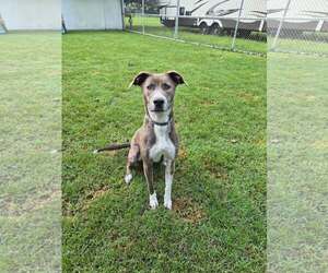 Peter Pan (Peter Pan Litter) - Male Mountain Cur-Unknown Mix Dog for Adoption - Photo #13