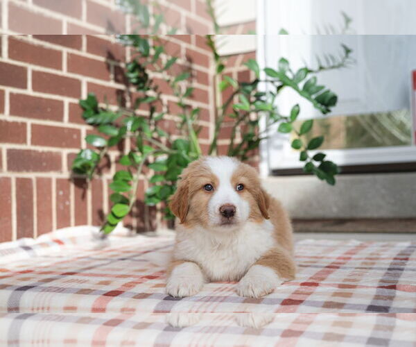 Medium Photo #8 Collie-Unknown Mix Puppy For Sale in Sandy, UT, USA