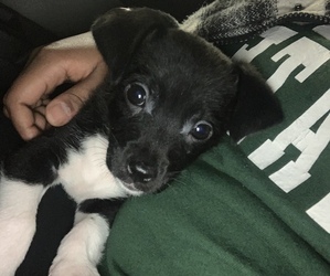 Jack Russell Terrier-Shetland Sheepdog Mix Puppy for sale in WESTLAND, MI, USA