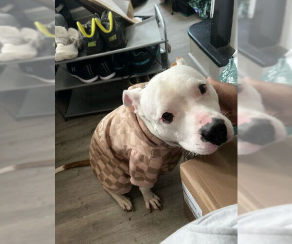 Medium Photo #2 Mutt Puppy For Sale in COLUMBIA, MD, USA