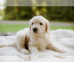 Small Photo #2 Goldendoodle Puppy For Sale in HASTINGS, NY, USA
