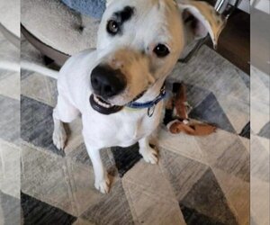 Brian - Male Boxer-Unknown Mix Dog for Adoption - Photo #3