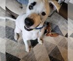 Small #3 Boxer Mix