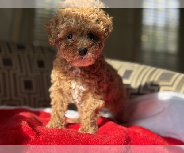 Medium Photo #3 Poodle (Toy) Puppy For Sale in WOODSTOCK, IL, USA
