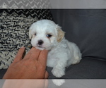 Small #2 Mal-Shi