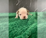 Puppy Gimli AKC Boston Terrier