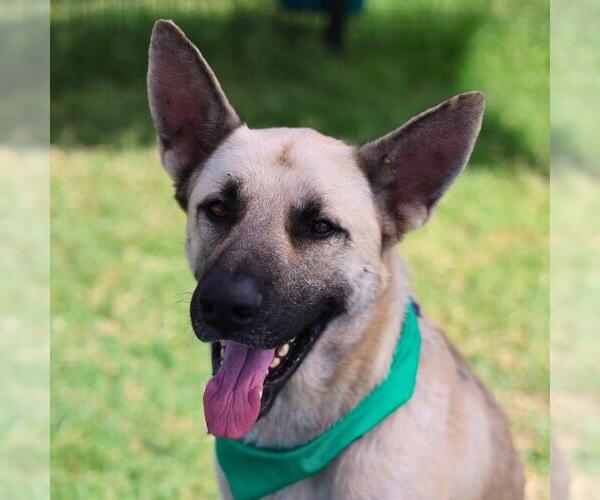 Medium Photo #1 German Shepherd Dog-Unknown Mix Puppy For Sale in San Antonio, TX, USA