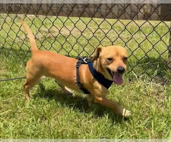 Medium Photo #5 Chihuahua Puppy For Sale in Tarrytown, GA, USA
