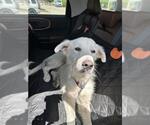 GOLDI LOCKS - Female Golden Retriever Dog for Adoption - Small photo